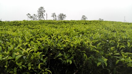 Fototapeta na wymiar Tea Plantation 