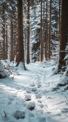 A path covered in snow winds through a thick forest filled with numerous trees.