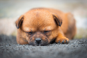 a Cute puppy sleeping on the ground

