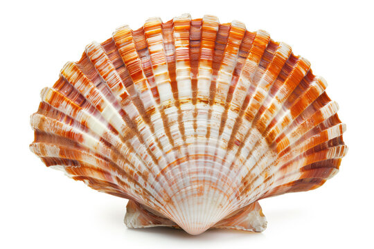 A detailed and colorful scallop shell with intricate patterns and textures against a white background