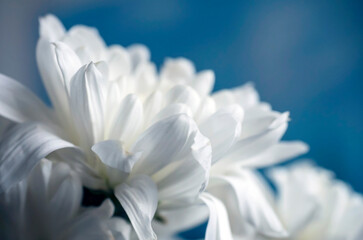 delicate white chrysanthemum flowers on a blurred background - 746222014