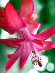 Blooming Christmas cactus in a pot on the windowsill, macro - 746222088
