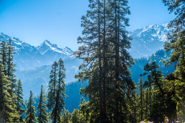 Pine trees and sky.  Spring rhododendrons and Himalayan peaks. View of Majestic Himalayan mountains...
