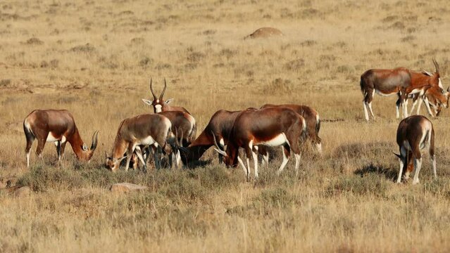 Herd of blesbok antelopes (Damaliscus pygargus) grazing in grassland, Mountain Zebra National Park, South Africa