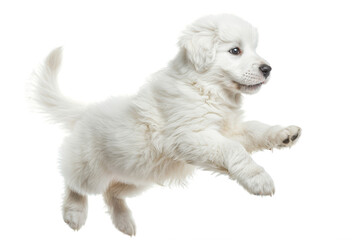 Great Pyrenees puppy jumping, isolated on transparent background.