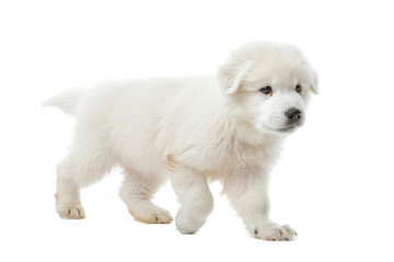 Obraz premium Great Pyrenees breed puppy, isolated on transparent background.
