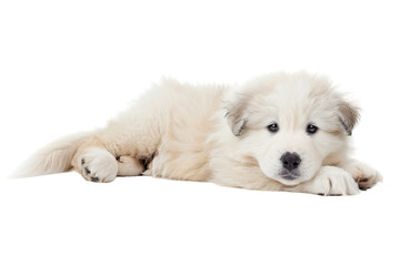 Great Pyrenees puppy lying down, isolated on transparent background.