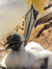 Close-up of Australasian Gannet Caring for Young Chick