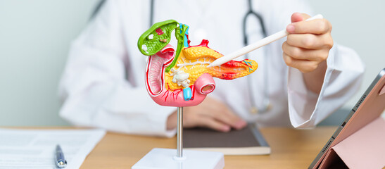 Doctor with human Pancreatitis anatomy model with Pancreas, Gallbladder, Bile Duct, Duodenum, Small...