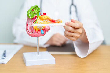 Doctor with human Pancreatitis anatomy model with Pancreas, Gallbladder, Bile Duct, Duodenum, Small...