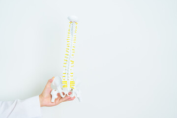 Doctor with human Spine anatomy model. Spinal Cord Disorder and disease, Back pain, Lumbar, Sacral...