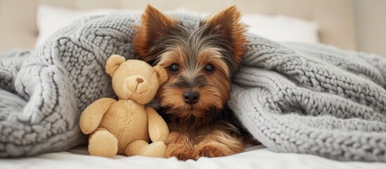 A Yorkshire Terrier puppy finds comfort as it cuddles with a toy bear under a warm and cozy blanket on a bed.