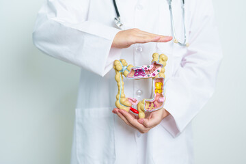 Doctor with human Colon anatomy model. Colonic disease, Large Intestine, Colorectal cancer, Ulcerative colitis, Diverticulitis, Irritable bowel syndrome, Digestive system and Health concept