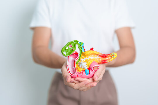 Woman holding human Pancreatitis anatomy model with Pancreas, Gallbladder, Bile Duct, Duodenum, Small intestine. Pancreatic cancer, Acute and Chronic pancreatitis,  Digestive system and Health concept
