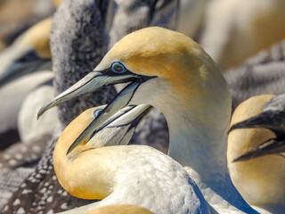 Two Australasian Gannets at Cape Kidnappers