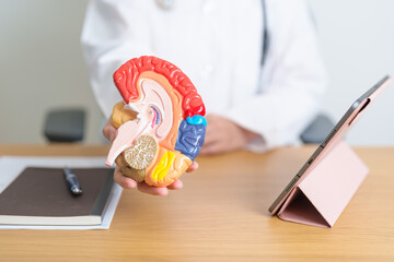 doctor with human Brain anatomy model and tablet. World Brain Tumor day, Brain Stroke, Dementia,...