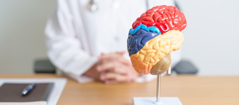 doctor with human Brain anatomy model. World Brain Tumor day, Brain Stroke, Dementia, alzheimer, parkinson and world mental health concept