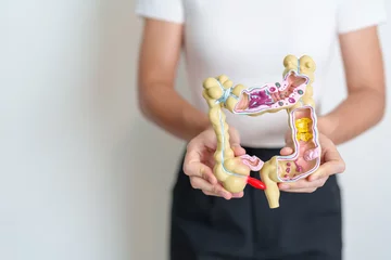 Fotobehang Woman holding human Colon anatomy model. Colonic disease, Large Intestine, Colorectal cancer, Ulcerative colitis, Diverticulitis, Irritable bowel syndrome, Digestive system and Health concept © Jo Panuwat D