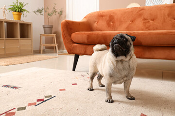 Cute pug dog on beige carpet at home