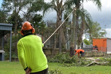 Arborists pulling down large tree trunk