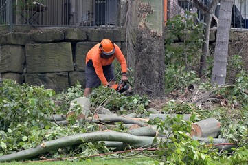 Arborists cutting down large tree trunk
