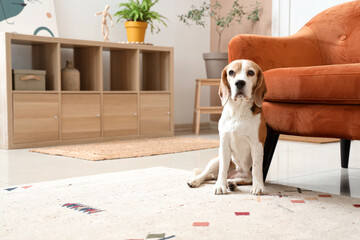Cute Beagle dog near sofa on beige carpet at home