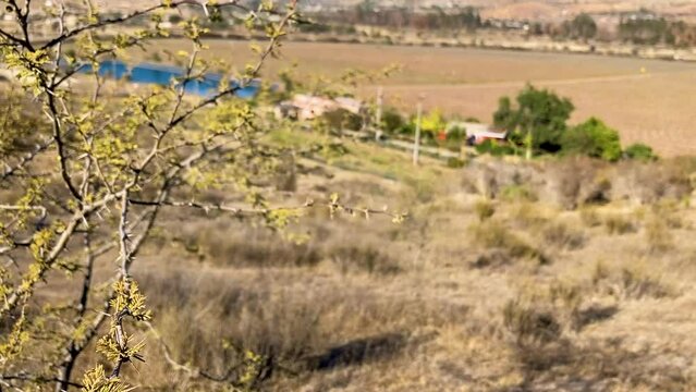 Valle del Limar&iacute;, Ovalle. Chile 