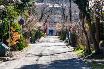 鎌倉242　荏柄天神社　梅