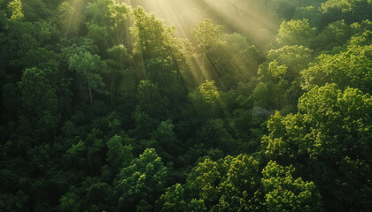 Obraz premium Turkey run state park, state park, forrest, hike trail, nature preserve, pine grove, hiking trail, hike trail, cascades trail, trail beside water, national park, trails, cuyahoga valley, cascade falls