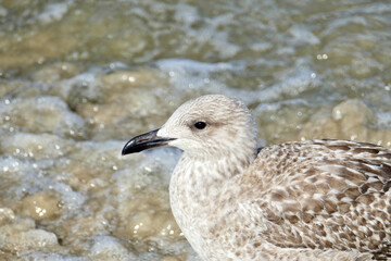 Portrait of a seagull on the beach