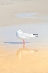 Portrait of a seagull on the beach