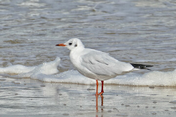 Obraz premium Portrait of a seagull on the beach