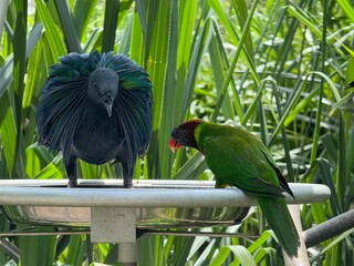 Nicobar pigeon and Parrot