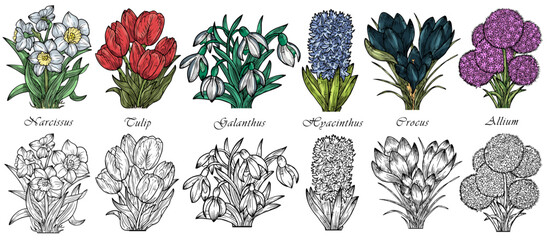 Hand drawn vector set with engraved illustrations of spring flowers - crocus, tulip, narcissus, galanthus, hyacinthus, allium