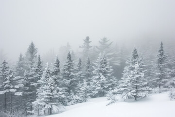 Fototapeta na wymiar Snowstorm Blanketing Pine Trees Receding into Fog