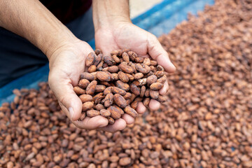 Cocoa beans and cocoa pod on a wooden surface.