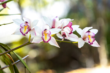 White phalaenopsis orchid flower on bokeh of green leaves background. Beautiful close-up of - obrazy, fototapety, plakaty