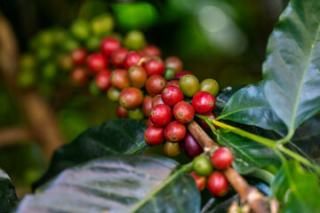 harvesting coffee berries by agriculture. Coffee beans ripening on the tree in North of Thailand - 746232094