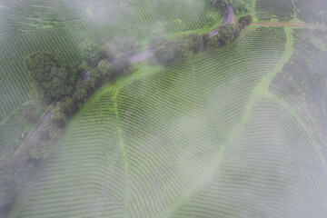 Beautiful fresh green tea plantation - 746232402