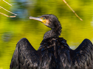 羽を広げるカワウ