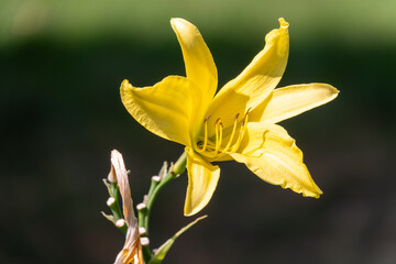 Fototapeta premium A yellow daylily flower, latin name Hemerocallis lilioasphodelus, at sunset. It is also known as the lemon daylily.