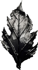 black leaf isolated on white or transparent background,transparency 