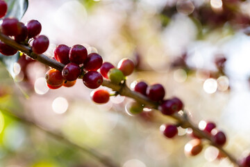  coffee berries by agriculture. Coffee beans ripening on the tree in North of Thailand