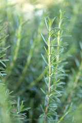 Fresh Rosemary Herb grow outdoor. Rosemary leaves Close-up.
