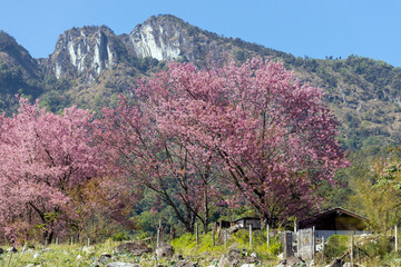 Wild Himalayan Cherry (Prunus cerasoides) or thai sakura flower - 746233600