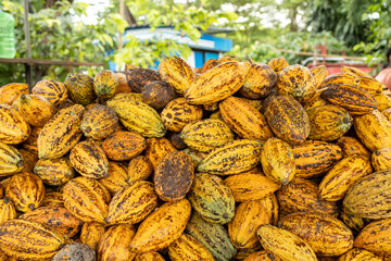 Cocoa beans and cocoa pod on a wooden surface.