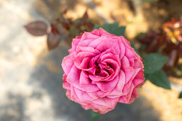 Roses flowers bloom in summer in the garden roses. Beautiful roses flowers close up. - 746233637