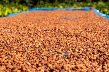 Cocoa beans and cocoa pod on a wooden surface.