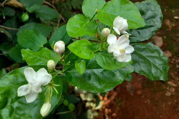 Buds and Flowers of Jasmine