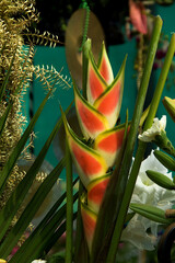 Cluster of Heliconia Rostrata Flowers